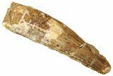 Fossil Spinosaurus Tooth - Real Dinosaur Tooth #327886-1